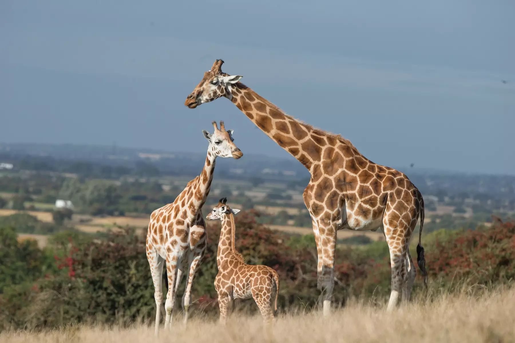 Port Lympne Safari Experience
